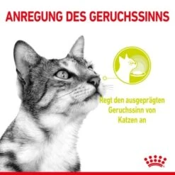 ROYAL CANIN SENSORY Smell In Soße Für Wählerische Katzen 12x85g -ROYAL CANIN Verkäufe 02cdf3a6e80ee68ec9d8660fd85c0c9174b58040 009166fdc0e6014b1e29d8b7fe2e50ef65d2ceb1