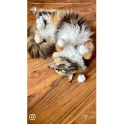 Kater Kasimir Premium Katzenminze, 60g Vorratspack (getrocknet, Geschnitten Und Gesiebt) -ROYAL CANIN Verkäufe 0a8ae32e60664223a1beefc94e9ac56208606b87 1408153 de DE adc4a873272fd6b5f96f57d3a5134693bfc5f272qXbFbT