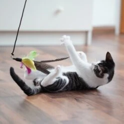 Schlitzohr Katzenangel Federanhänger 5x -ROYAL CANIN Verkäufe 11ed2d225658009b8abd2f7334a71527c7d32c64 1484675 de DE 2194cc6dae193c9b0d821763f83834cddf74faa5Q2fI5o