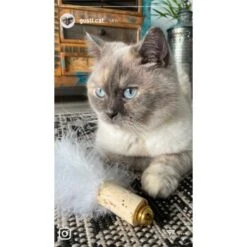 Kater Kasimir Deluxe Set Mit 9 Beliebten Katzenspielzeugen Aus Naturmaterial Und Handgemachtem CATDAD Armband -ROYAL CANIN Verkäufe 4d777484de5457a02028f595b53fdb1b69e309d7 1408151 de DE 911e17a5e45692f3789ac8bc9aee946048898d74SkrQo3