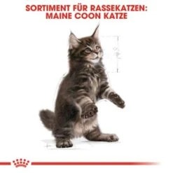 ROYAL CANIN Maine Coon Kitten 4 Kg -ROYAL CANIN Verkäufe 5363adbcd5720069c9dee834c28d247ed6c58d7d 78d41fa69f58c3708158103686f8d71d73464eed