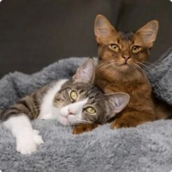 SELECT GOLD Light Adult Geflügel & Reis 2,5 Kg -ROYAL CANIN Verkäufe 536de371626fbac7381fe51ce63607aedfae0cd8 1099803 de DE 4 Select Gold Cat 12