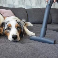 THOMAS Perfect Air Animal Pure -ROYAL CANIN Verkäufe 603137fb8b3080096fe34bb0ce0b35713a0081ec 1406731 de DE 61ffd08a4c243aaa506c87a5b11107f7ffeaf308tEO6cw