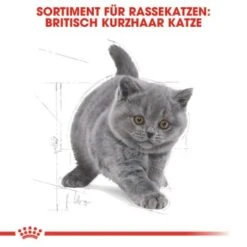 ROYAL CANIN British Shorthair Kitten 2 Kg -ROYAL CANIN Verkäufe 64125f190883e96661f93d5b5db0d481b8b12589 263c8c6b1a98e1881835868f52cc2ea3e9412ec3