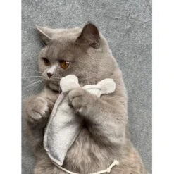 Kater Kasimir Premium Paket Mit 7 Beliebten Katzenspielzeugen Aus Naturmaterial -ROYAL CANIN Verkäufe 69d850d83d44dd51ee163b4ce9871d685e5144a3 1408152 de DE 5e0e2fa341f3b7f13618444c260f3bc5df86140eIfTKHQ