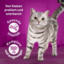 Whiskas Tasty Mix Multipack Chef's Choice In Sauce 40 X 85g -ROYAL CANIN Verkäufe 90c69f8b60998b1e42a320aa3c632d7b173d2464 1410720 de DE Whiskas 7