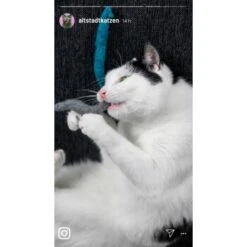 Kater Kasimir 10 Handgerollte Filzwürmer Aus Echtem Wollfilz (Sparpack) -ROYAL CANIN Verkäufe a1d9ec9b5677837ff914c946fc56ce6df3fdd0c8 1408147 de DE 1fc0cc3c919dcaaf28a0e442859a52c0a2aaef43ohv9aP