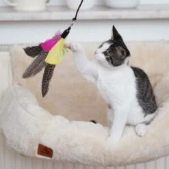 Schlitzohr Katzenangel Federanhänger 5x -ROYAL CANIN Verkäufe ac968f3e92fea38def92e5a7524fa7085dc78563 1484675 de DE ddb20d567bfb55f49958028f07ad50186cd87523xUAnfc