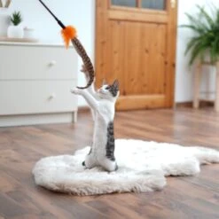 Schlitzohr Federwedel Birdy 3er Pack -ROYAL CANIN Verkäufe ad71433917b4c75207a76b8cde2a63e28ac6a3f4 1659562 de DE 3439e97a8a6ef7574f0506829a0694961b8792bfHS2VqL