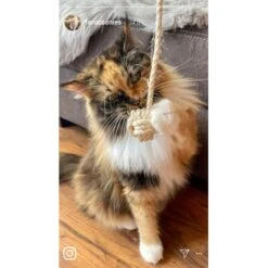 Kater Kasimir Deluxe Set Mit 9 Beliebten Katzenspielzeugen Aus Naturmaterial Und Handgemachtem CATMOM Armband -ROYAL CANIN Verkäufe b933584b7dcd56603dddd340f05442bfffc43e18 1408141 de DE 8e1afbeea10c4c53b2e3c89a347993a00031803ayqowzr