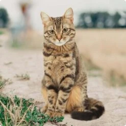 REAL NATURE Katzenwurst 12x70g Rind & Lamm Mit Hüttenkäse -ROYAL CANIN Verkäufe bc56b458619aa86240780c2f64ff928db9b8da6b 1246887 de DE Real Nature Original Cat Bild 1