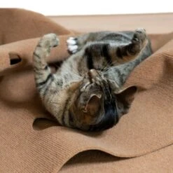 Canadian Cat Company Spielteppich Für Katzen Braun -ROYAL CANIN Verkäufe feeb1471a0788eb13995861dfe89bb445b21d4b8 1394213 de DE 4a32360e22e339a18cf0f9a52c488f1077251d777uzNQw