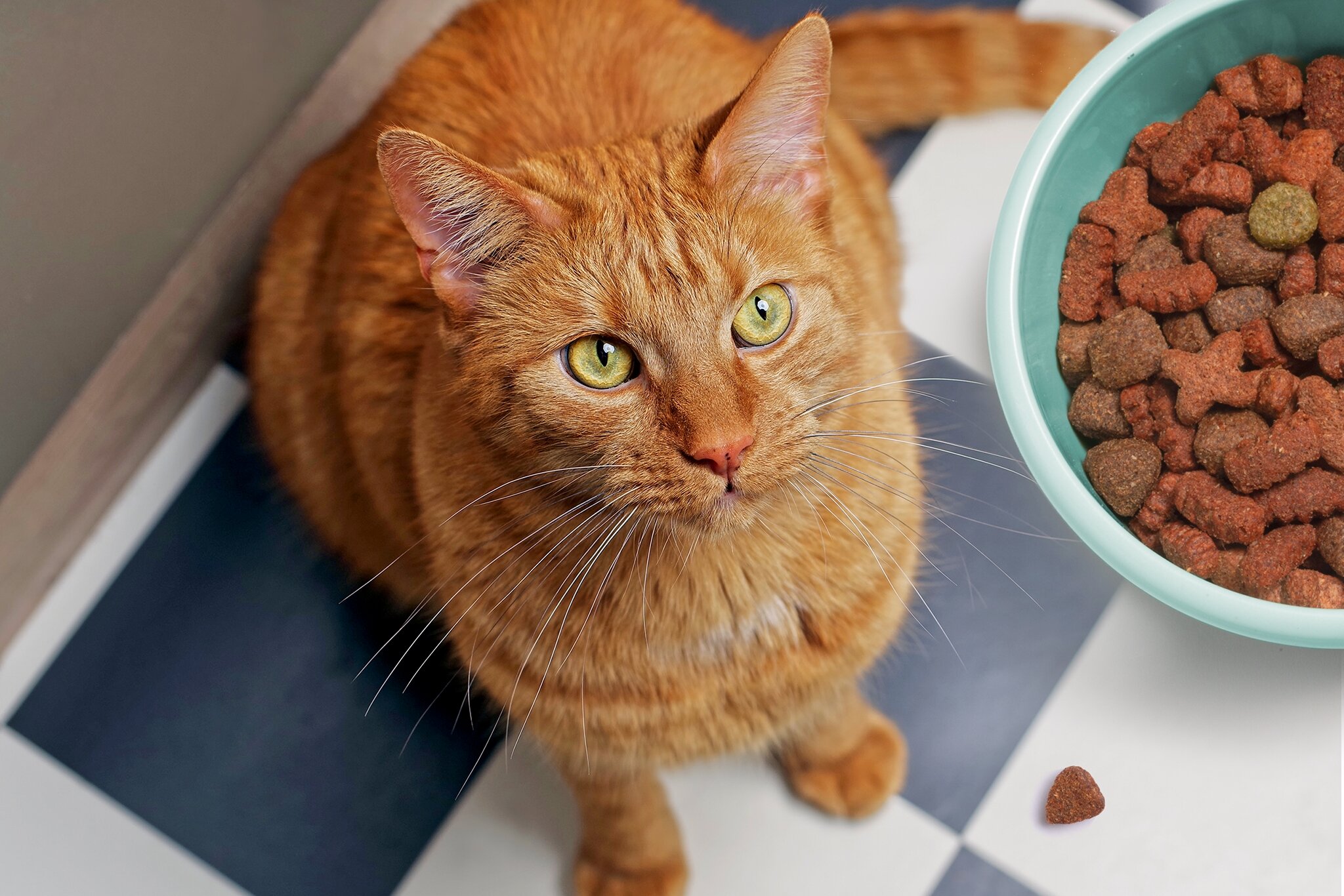 ROYAL CANIN Verkäufe -ROYAL CANIN Verkäufe 5991488 trockenfutter katzen t2305