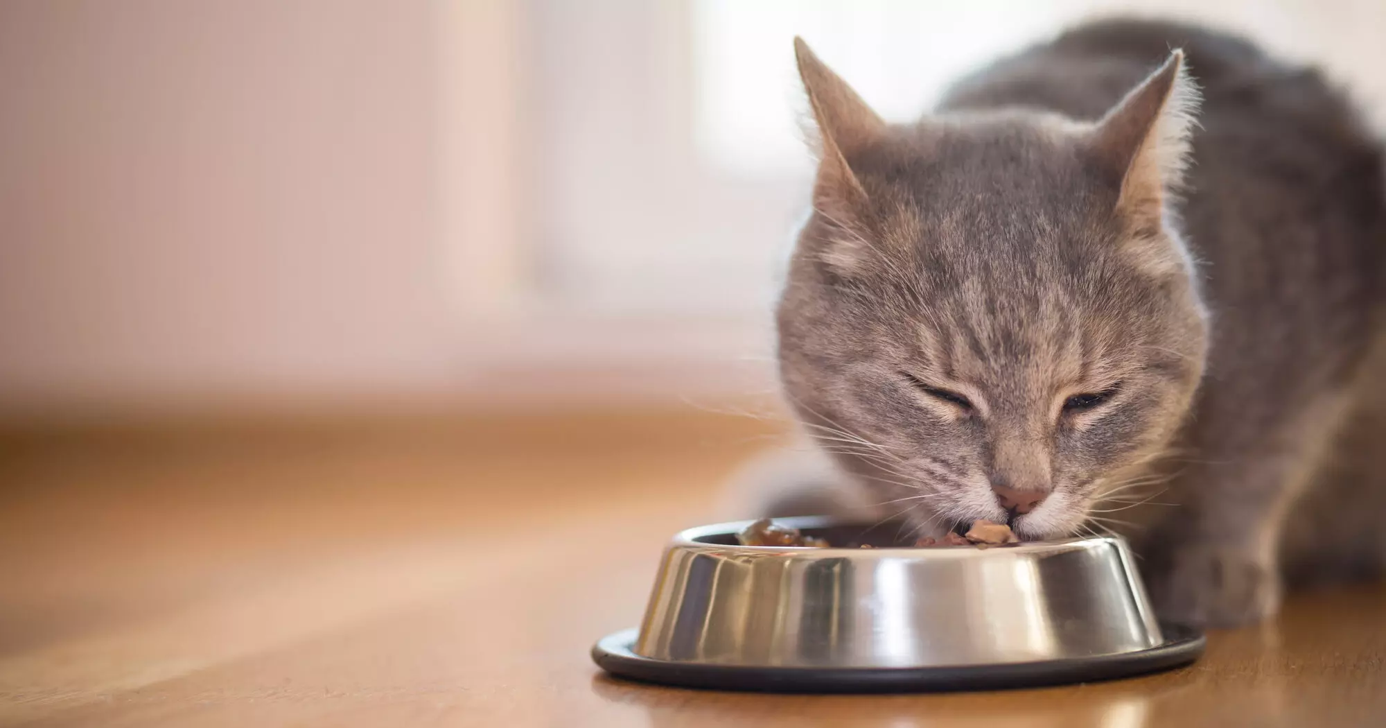 ROYAL CANIN Verkäufe -ROYAL CANIN Verkäufe csm Katze frisst aus Napf c Impact Photography stock.adobe .com 40f7ba97b4